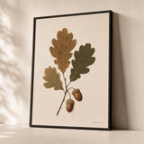 Acorn Oak Branch Poster — Oak branch with three leaves and two acorns in warm umber, premium hero shot, Atelier Poster